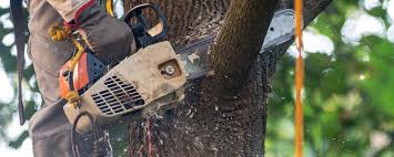  Old River Winfree, TX Tree Services Pros